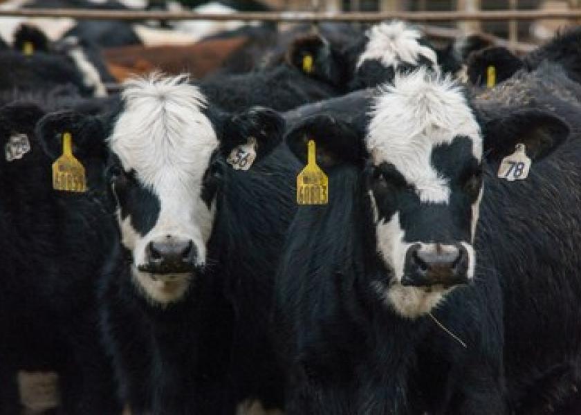 Cash Fed Cattle Advance 1 Drovers